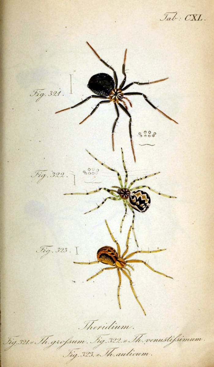Die Arachniden. bd.1-4 (1831), plates 1-144NÃ¼rnberg :In der C. H. Zeh'schen Buchhandlung,1831-1848. | Arachnida arachnid  | Vintage Print Reproduction 471200
