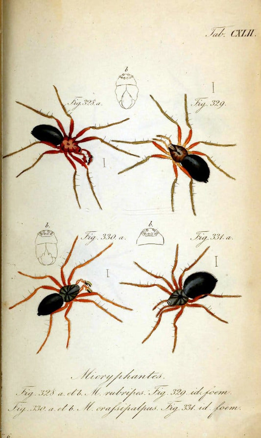 Die Arachniden. bd.1-4 (1831), plates 1-144NÃ¼rnberg :In der C. H. Zeh'schen Buchhandlung,1831-1848. | Arachnida arachnid  | Vintage Print Reproduction 471202