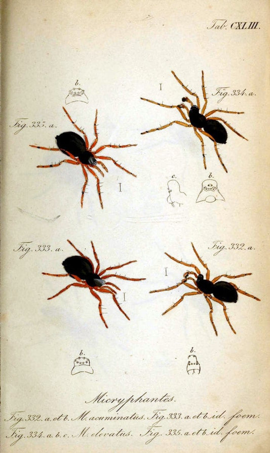 Die Arachniden. bd.1-4 (1831), plates 1-144NÃ¼rnberg :In der C. H. Zeh'schen Buchhandlung,1831-1848. | Arachnida arachnid  | Vintage Print Reproduction 471203