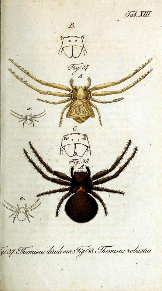 Die Arachniden. bd.1-4 (1831), plates 1-144NÃ¼rnberg :In der C. H. Zeh'schen Buchhandlung,1831-1848. | Arachnida arachnid  | Vintage Print Reproduction 471204