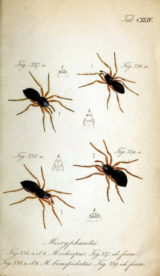 Die Arachniden. bd.1-4 (1831), plates 1-144NÃ¼rnberg :In der C. H. Zeh'schen Buchhandlung,1831-1848. | Arachnida arachnid  | Vintage Print Reproduction 471205