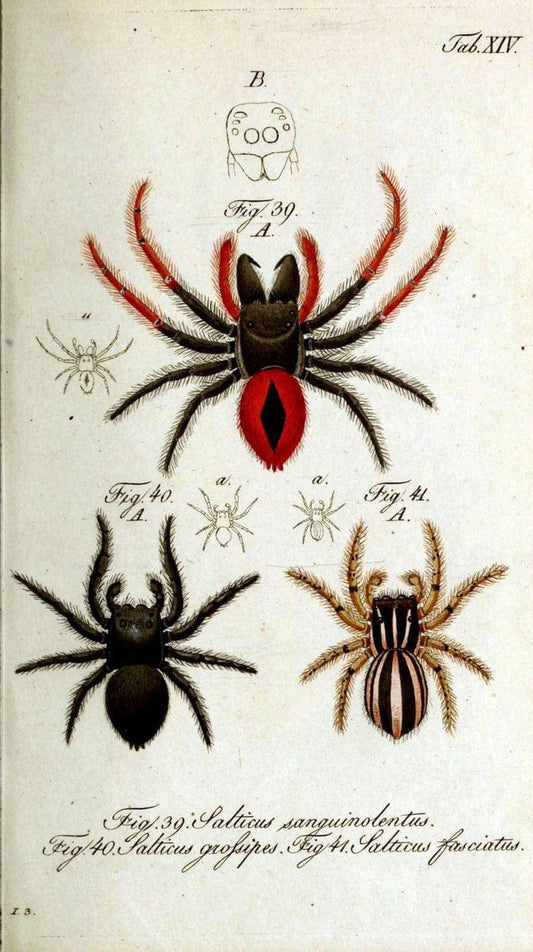 Die Arachniden. bd.1-4 (1831), plates 1-144NÃ¼rnberg :In der C. H. Zeh'schen Buchhandlung,1831-1848. | Arachnida arachnid  | Vintage Print Reproduction 471206