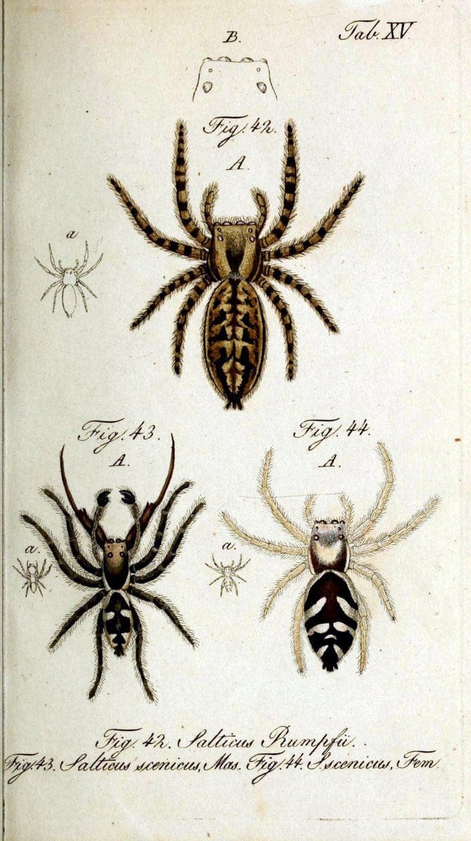 Die Arachniden. bd.1-4 (1831), plates 1-144NÃ¼rnberg :In der C. H. Zeh'schen Buchhandlung,1831-1848. | Arachnida arachnid  | Vintage Print Reproduction 471207