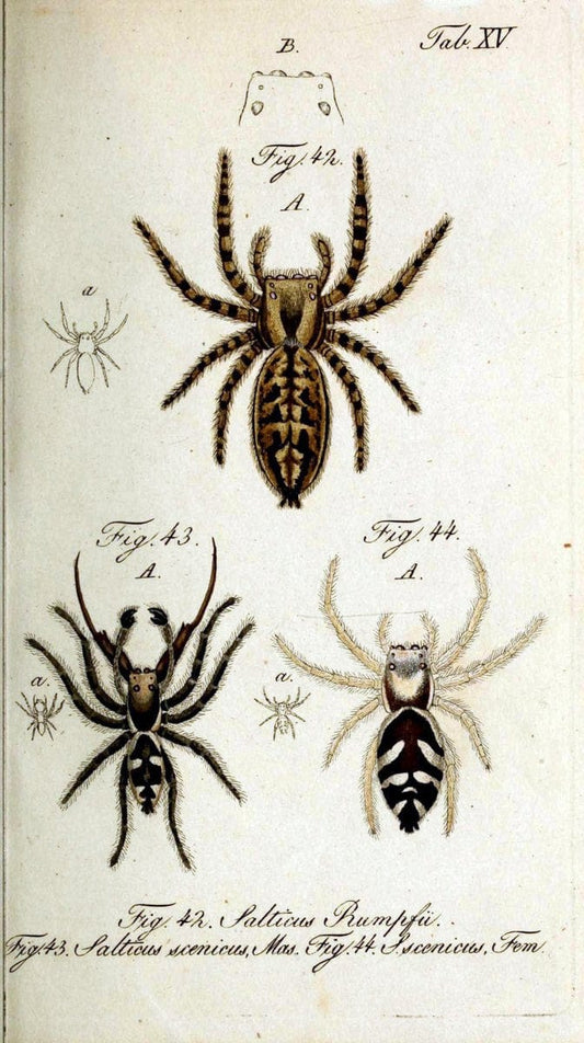 Die Arachniden. bd.1-4 (1831), plates 1-144NÃ¼rnberg :In der C. H. Zeh'schen Buchhandlung,1831-1848. | Arachnida arachnid  | Vintage Print Reproduction 471207