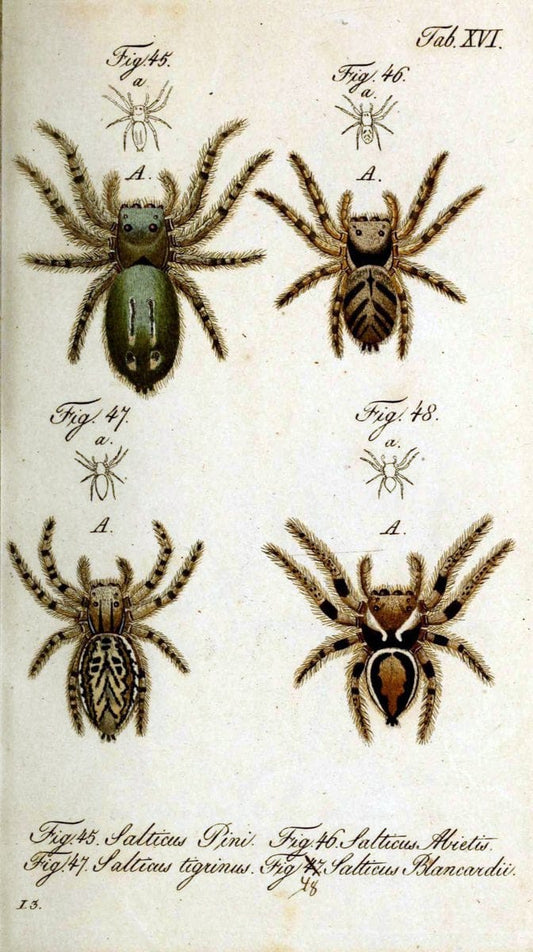 Die Arachniden. bd.1-4 (1831), plates 1-144NÃ¼rnberg :In der C. H. Zeh'schen Buchhandlung,1831-1848. | Arachnida arachnid  | Vintage Print Reproduction 471208