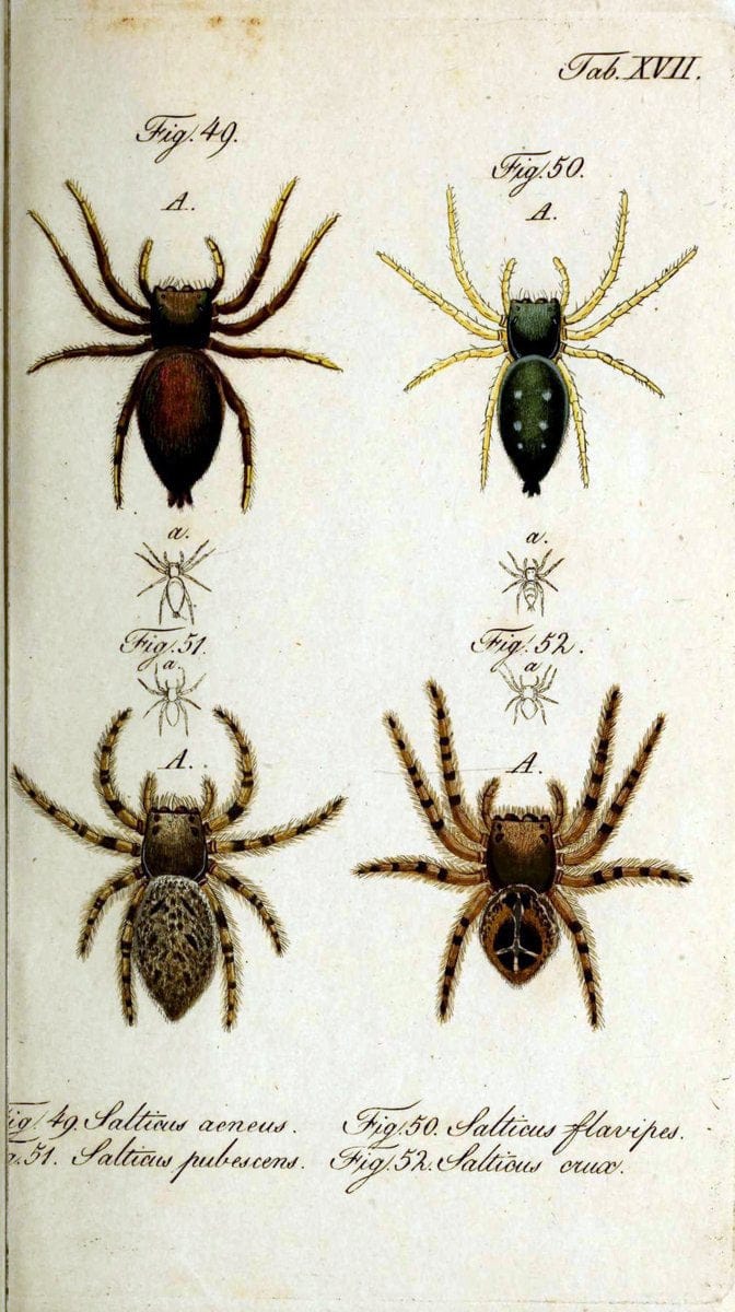 Die Arachniden. bd.1-4 (1831), plates 1-144NÃ¼rnberg :In der C. H. Zeh'schen Buchhandlung,1831-1848. | Arachnida arachnid  | Vintage Print Reproduction 471209