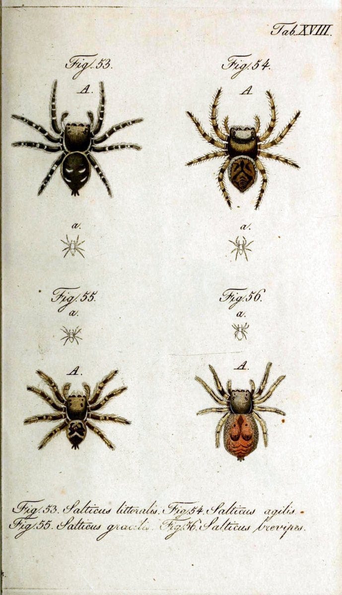 Die Arachniden. bd.1-4 (1831), plates 1-144NÃ¼rnberg :In der C. H. Zeh'schen Buchhandlung,1831-1848. | Arachnida arachnid  | Vintage Print Reproduction 471210