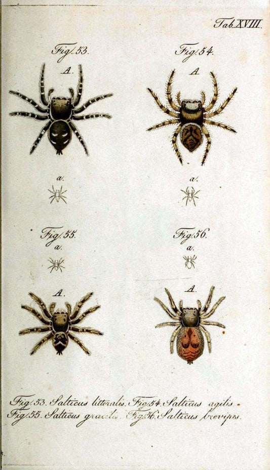 Die Arachniden. bd.1-4 (1831), plates 1-144NÃ¼rnberg :In der C. H. Zeh'schen Buchhandlung,1831-1848. | Arachnida arachnid  | Vintage Print Reproduction 471210