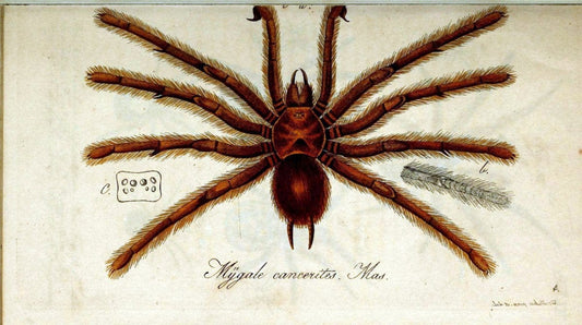 Die Arachniden. bd.1-4 (1831), plates 1-144NÃ¼rnberg :In der C. H. Zeh'schen Buchhandlung,1831-1848. | Arachnida arachnid  | Vintage Print Reproduction 471211