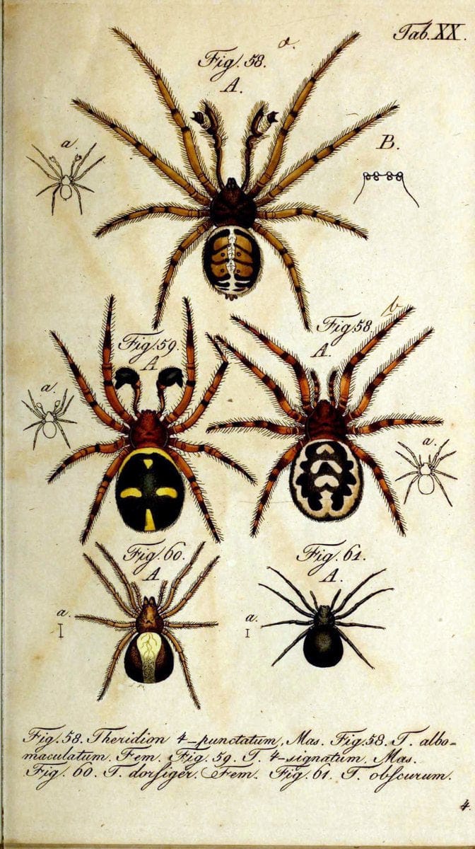 Die Arachniden. bd.1-4 (1831), plates 1-144NÃ¼rnberg :In der C. H. Zeh'schen Buchhandlung,1831-1848. | Arachnida arachnid  | Vintage Print Reproduction 471212