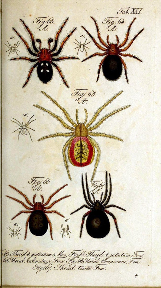 Die Arachniden. bd.1-4 (1831), plates 1-144NÃ¼rnberg :In der C. H. Zeh'schen Buchhandlung,1831-1848. | Arachnida arachnid  | Vintage Print Reproduction 471213