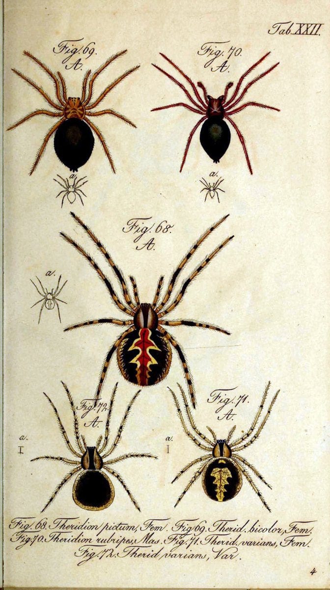 Die Arachniden. bd.1-4 (1831), plates 1-144NÃ¼rnberg :In der C. H. Zeh'schen Buchhandlung,1831-1848. | Arachnida arachnid  | Vintage Print Reproduction 471214