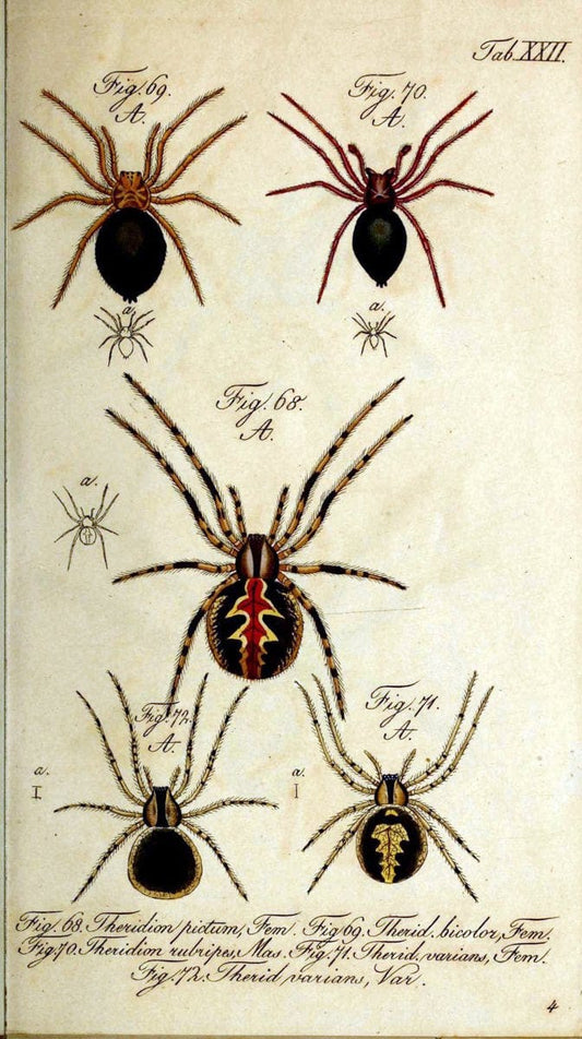 Die Arachniden. bd.1-4 (1831), plates 1-144NÃ¼rnberg :In der C. H. Zeh'schen Buchhandlung,1831-1848. | Arachnida arachnid  | Vintage Print Reproduction 471214