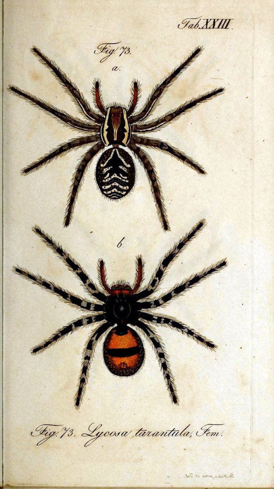 Die Arachniden. bd.1-4 (1831), plates 1-144NÃ¼rnberg :In der C. H. Zeh'schen Buchhandlung,1831-1848. | Arachnida arachnid  | Vintage Print Reproduction 471215