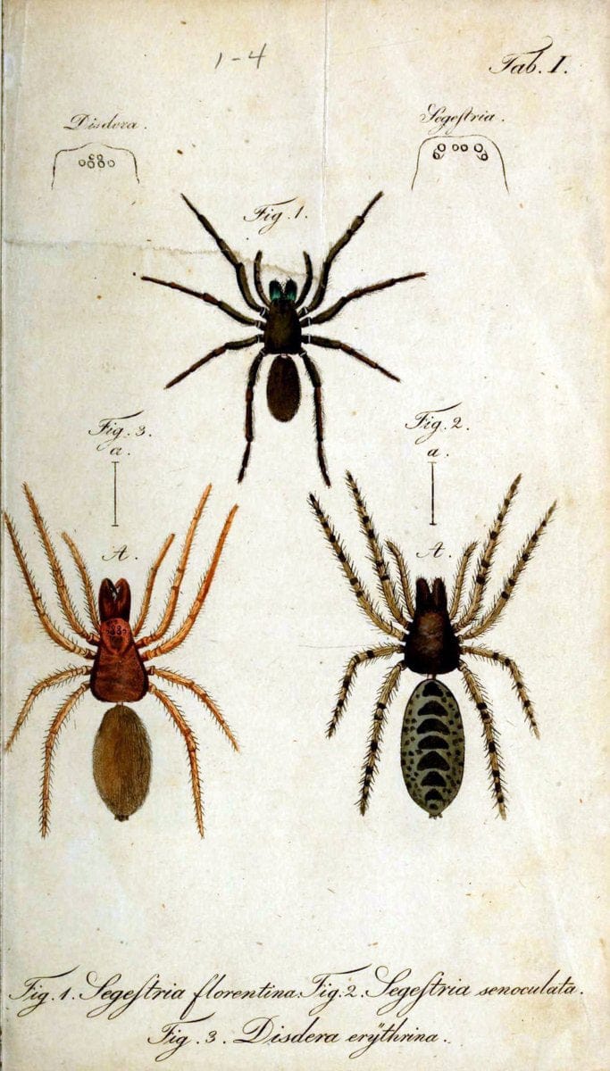 Die Arachniden. bd.1-4 (1831), plates 1-144NÃ¼rnberg :In der C. H. Zeh'schen Buchhandlung,1831-1848. | Arachnida arachnid  | Vintage Print Reproduction 471216