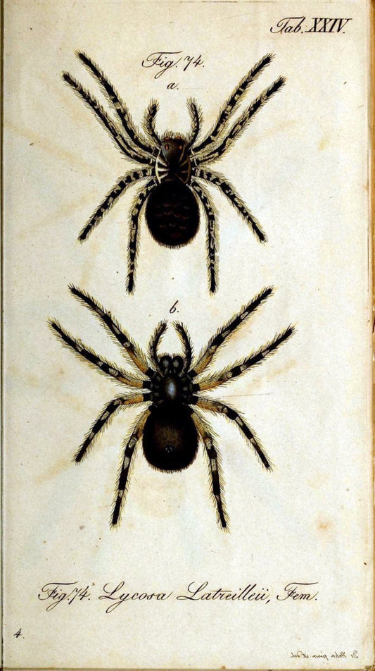 Die Arachniden. bd.1-4 (1831), plates 1-144NÃ¼rnberg :In der C. H. Zeh'schen Buchhandlung,1831-1848. | Arachnida arachnid  | Vintage Print Reproduction 471217
