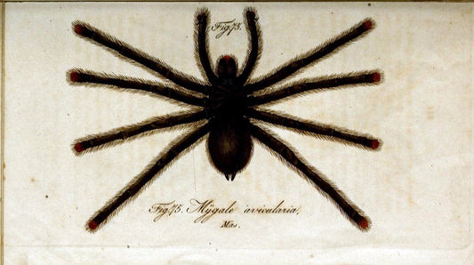 Die Arachniden. bd.1-4 (1831), plates 1-144NÃ¼rnberg :In der C. H. Zeh'schen Buchhandlung,1831-1848. | Arachnida arachnid  | Vintage Print Reproduction 471218