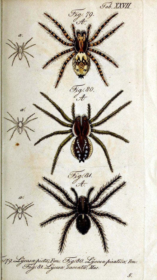 Die Arachniden. bd.1-4 (1831), plates 1-144NÃ¼rnberg :In der C. H. Zeh'schen Buchhandlung,1831-1848. | Arachnida arachnid  | Vintage Print Reproduction 471220