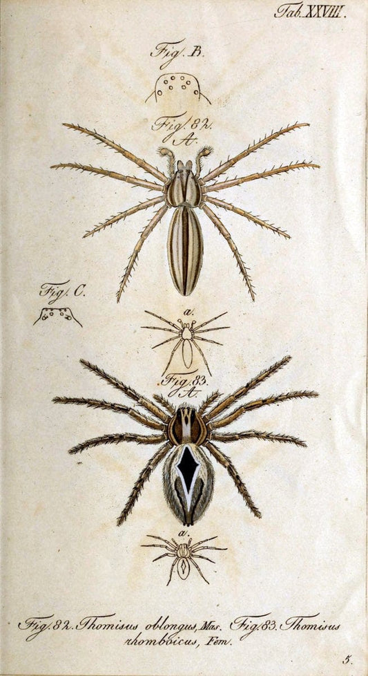 Die Arachniden. bd.1-4 (1831), plates 1-144NÃ¼rnberg :In der C. H. Zeh'schen Buchhandlung,1831-1848. | Arachnida arachnid  | Vintage Print Reproduction 471221