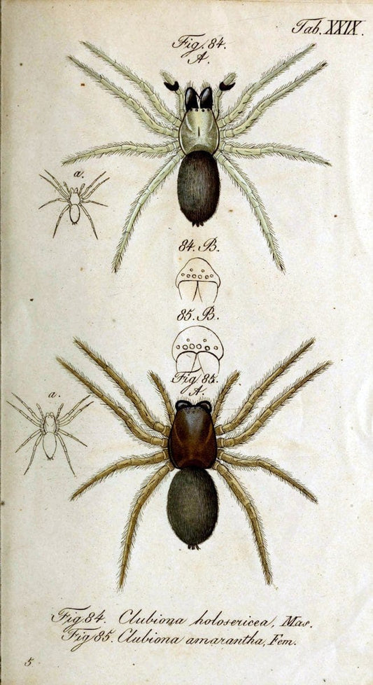 Die Arachniden. bd.1-4 (1831), plates 1-144NÃ¼rnberg :In der C. H. Zeh'schen Buchhandlung,1831-1848. | Arachnida arachnid  | Vintage Print Reproduction 471222