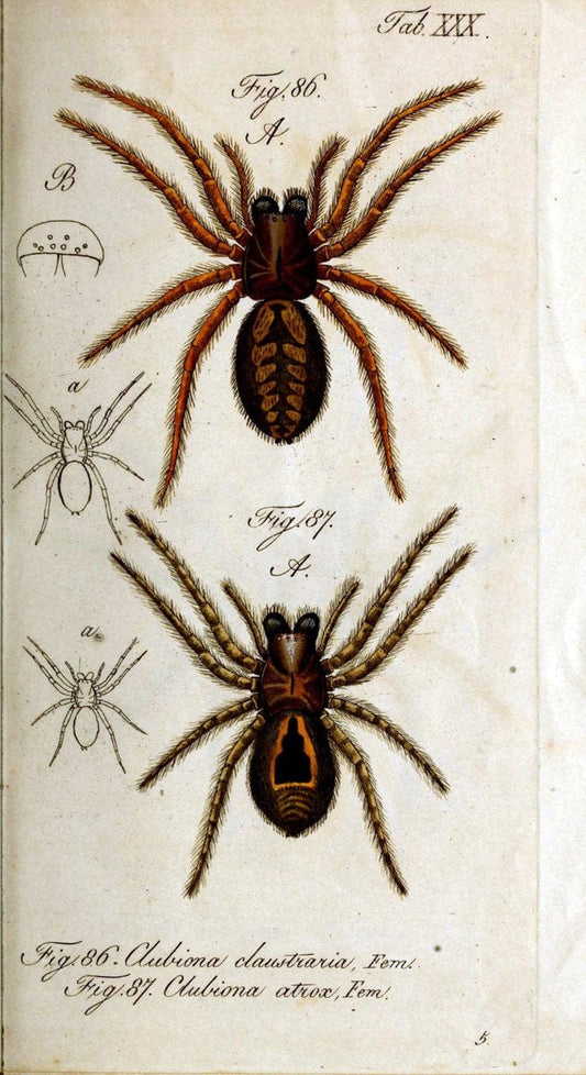 Die Arachniden. bd.1-4 (1831), plates 1-144NÃ¼rnberg :In der C. H. Zeh'schen Buchhandlung,1831-1848. | Arachnida arachnid  | Vintage Print Reproduction 471223
