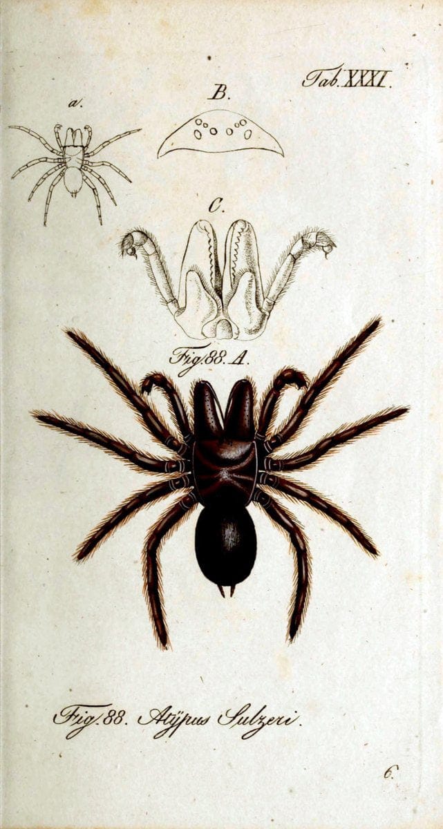 Die Arachniden. bd.1-4 (1831), plates 1-144NÃ¼rnberg :In der C. H. Zeh'schen Buchhandlung,1831-1848. | Arachnida arachnid  | Vintage Print Reproduction 471224