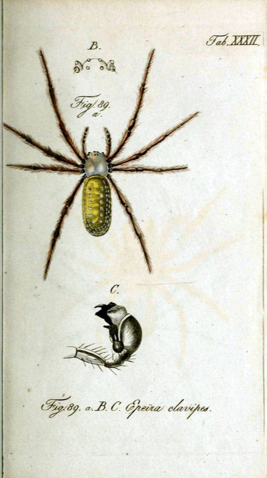 Die Arachniden. bd.1-4 (1831), plates 1-144NÃ¼rnberg :In der C. H. Zeh'schen Buchhandlung,1831-1848. | Arachnida arachnid  | Vintage Print Reproduction 471225