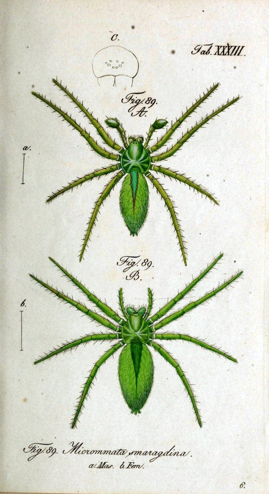 Die Arachniden. bd.1-4 (1831), plates 1-144NÃ¼rnberg :In der C. H. Zeh'schen Buchhandlung,1831-1848. | Arachnida arachnid  | Vintage Print Reproduction 471226