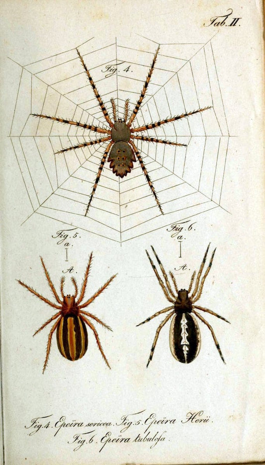 Die Arachniden. bd.1-4 (1831), plates 1-144NÃ¼rnberg :In der C. H. Zeh'schen Buchhandlung,1831-1848. | Arachnida arachnid  | Vintage Print Reproduction 471227