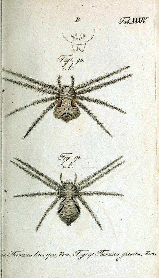 Die Arachniden. bd.1-4 (1831), plates 1-144NÃ¼rnberg :In der C. H. Zeh'schen Buchhandlung,1831-1848. | Arachnida arachnid  | Vintage Print Reproduction 471228