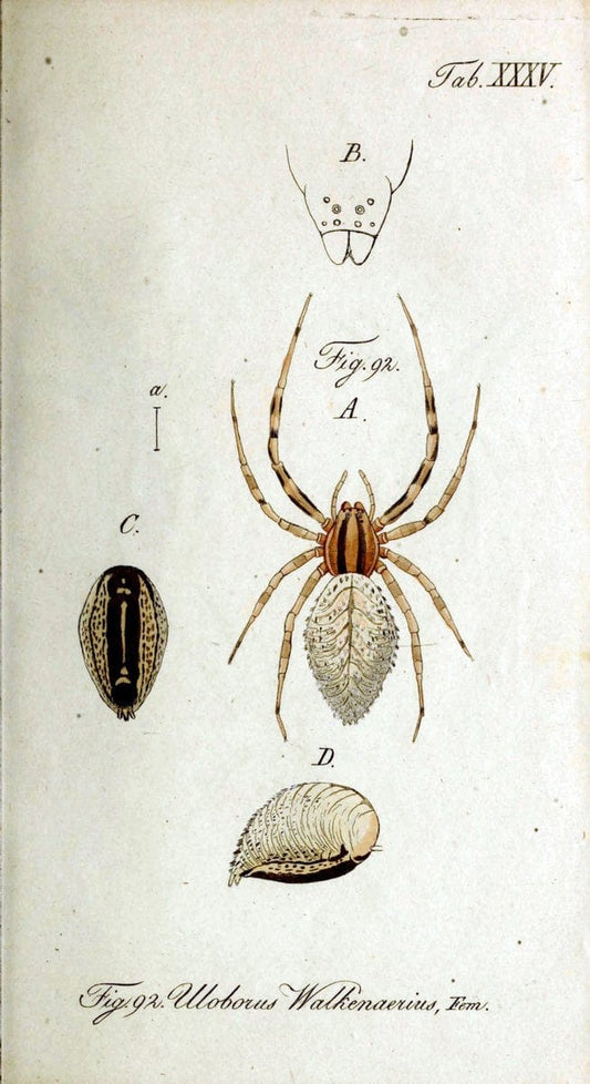 Die Arachniden. bd.1-4 (1831), plates 1-144NÃ¼rnberg :In der C. H. Zeh'schen Buchhandlung,1831-1848. | Arachnida arachnid  | Vintage Print Reproduction 471229