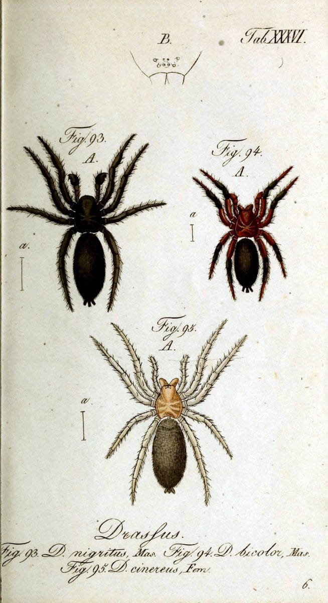 Die Arachniden. bd.1-4 (1831), plates 1-144NÃ¼rnberg :In der C. H. Zeh'schen Buchhandlung,1831-1848. | Arachnida arachnid  | Vintage Print Reproduction 471230
