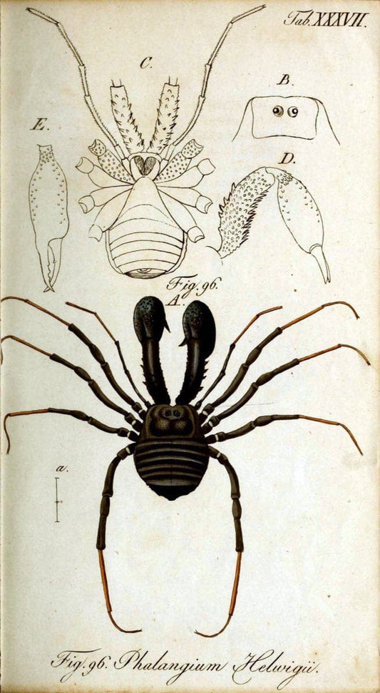 Die Arachniden. bd.1-4 (1831), plates 1-144NÃ¼rnberg :In der C. H. Zeh'schen Buchhandlung,1831-1848. | Arachnida arachnid  | Vintage Print Reproduction 471231