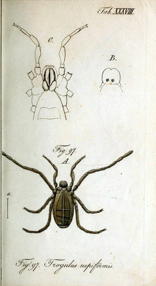 Die Arachniden. bd.1-4 (1831), plates 1-144NÃ¼rnberg :In der C. H. Zeh'schen Buchhandlung,1831-1848. | Arachnida arachnid  | Vintage Print Reproduction 471232