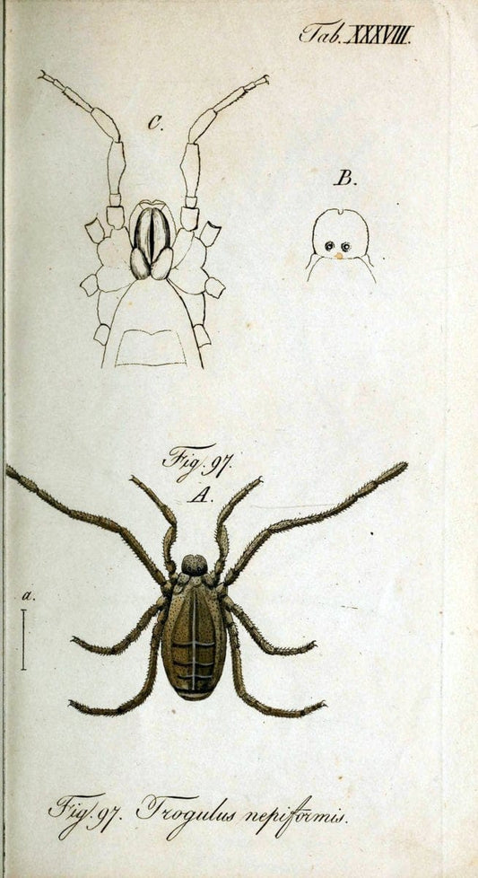 Die Arachniden. bd.1-4 (1831), plates 1-144NÃ¼rnberg :In der C. H. Zeh'schen Buchhandlung,1831-1848. | Arachnida arachnid  | Vintage Print Reproduction 471232
