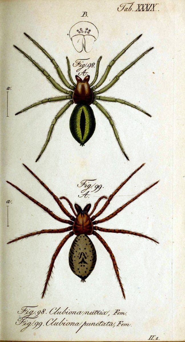Die Arachniden. bd.1-4 (1831), plates 1-144NÃ¼rnberg :In der C. H. Zeh'schen Buchhandlung,1831-1848. | Arachnida arachnid  | Vintage Print Reproduction 471233