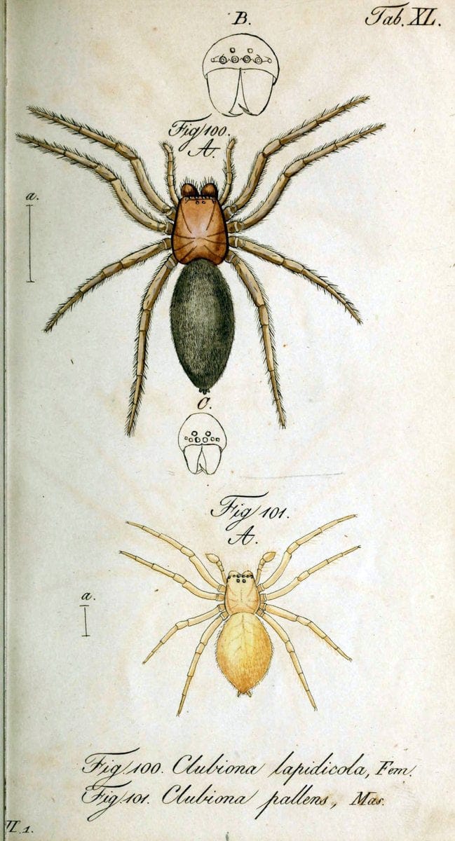 Die Arachniden. bd.1-4 (1831), plates 1-144NÃ¼rnberg :In der C. H. Zeh'schen Buchhandlung,1831-1848. | Arachnida arachnid  | Vintage Print Reproduction 471234