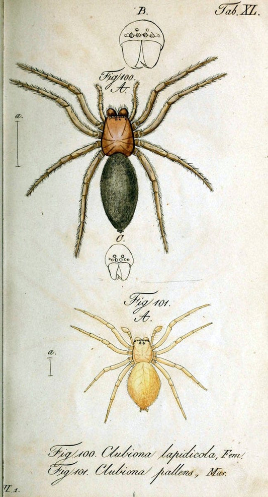 Die Arachniden. bd.1-4 (1831), plates 1-144NÃ¼rnberg :In der C. H. Zeh'schen Buchhandlung,1831-1848. | Arachnida arachnid  | Vintage Print Reproduction 471234