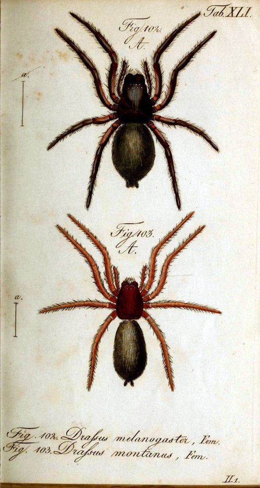 Die Arachniden. bd.1-4 (1831), plates 1-144NÃ¼rnberg :In der C. H. Zeh'schen Buchhandlung,1831-1848. | Arachnida arachnid  | Vintage Print Reproduction 471235