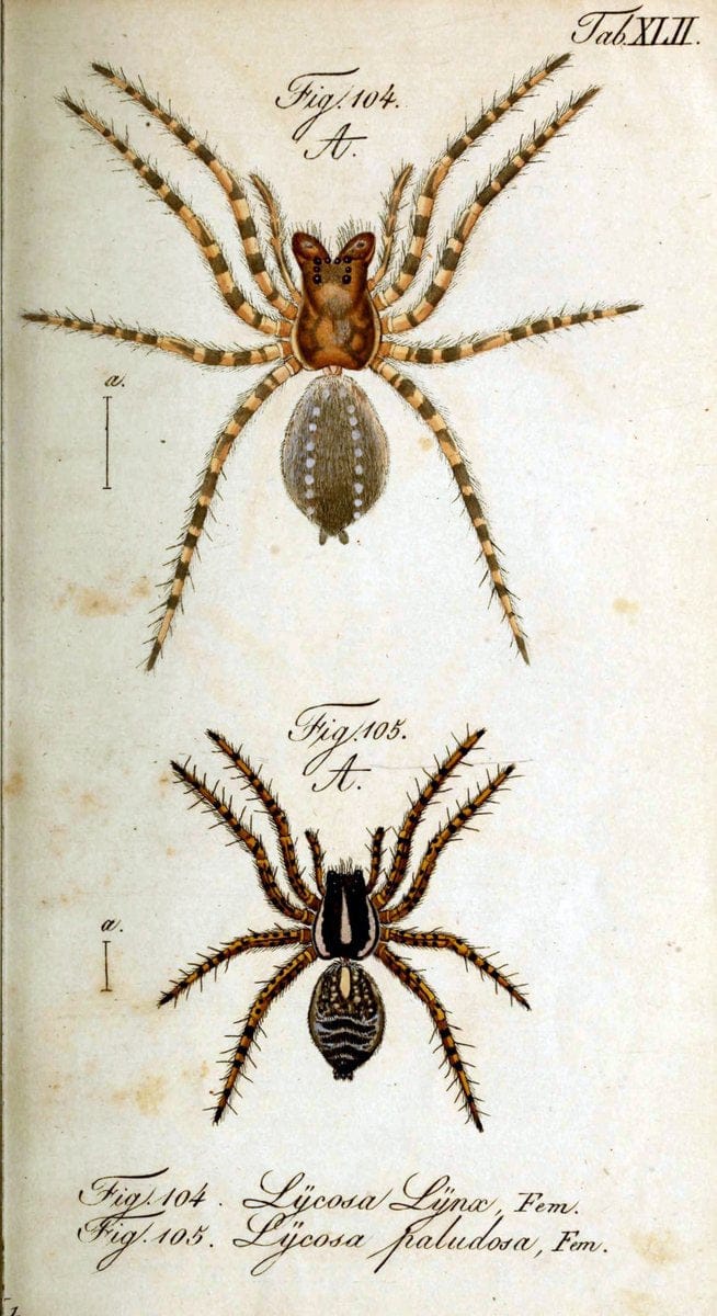 Die Arachniden. bd.1-4 (1831), plates 1-144NÃ¼rnberg :In der C. H. Zeh'schen Buchhandlung,1831-1848. | Arachnida arachnid  | Vintage Print Reproduction 471236