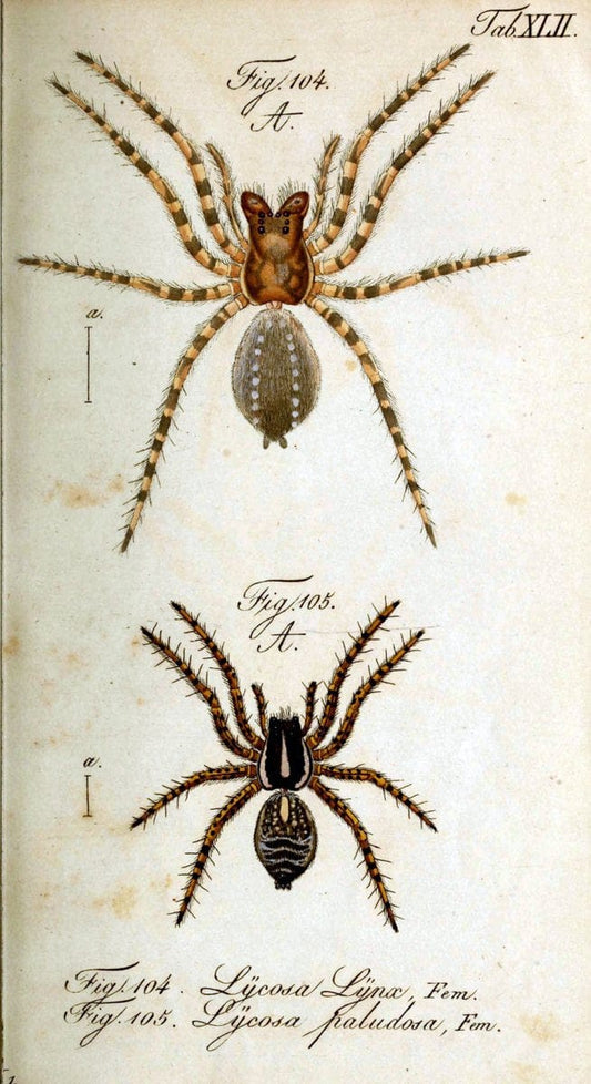 Die Arachniden. bd.1-4 (1831), plates 1-144NÃ¼rnberg :In der C. H. Zeh'schen Buchhandlung,1831-1848. | Arachnida arachnid  | Vintage Print Reproduction 471236