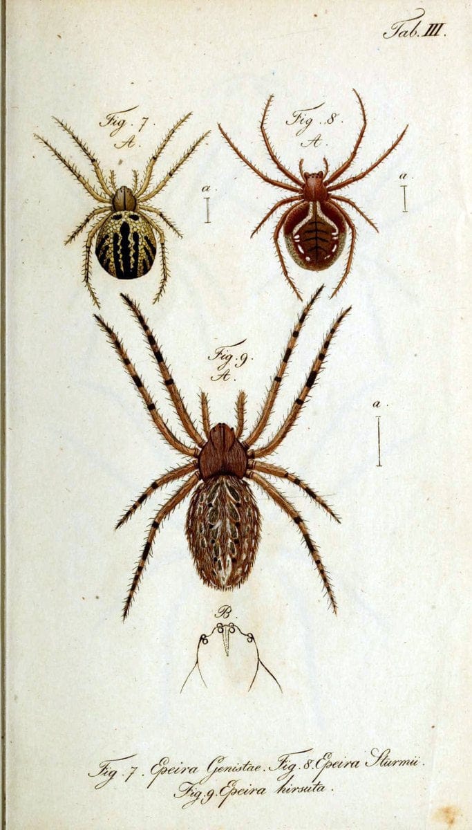 Die Arachniden. bd.1-4 (1831), plates 1-144NÃ¼rnberg :In der C. H. Zeh'schen Buchhandlung,1831-1848. | Arachnida arachnid  | Vintage Print Reproduction 471238