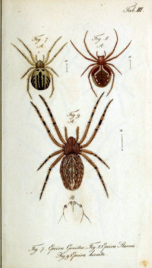 Die Arachniden. bd.1-4 (1831), plates 1-144NÃ¼rnberg :In der C. H. Zeh'schen Buchhandlung,1831-1848. | Arachnida arachnid  | Vintage Print Reproduction 471238