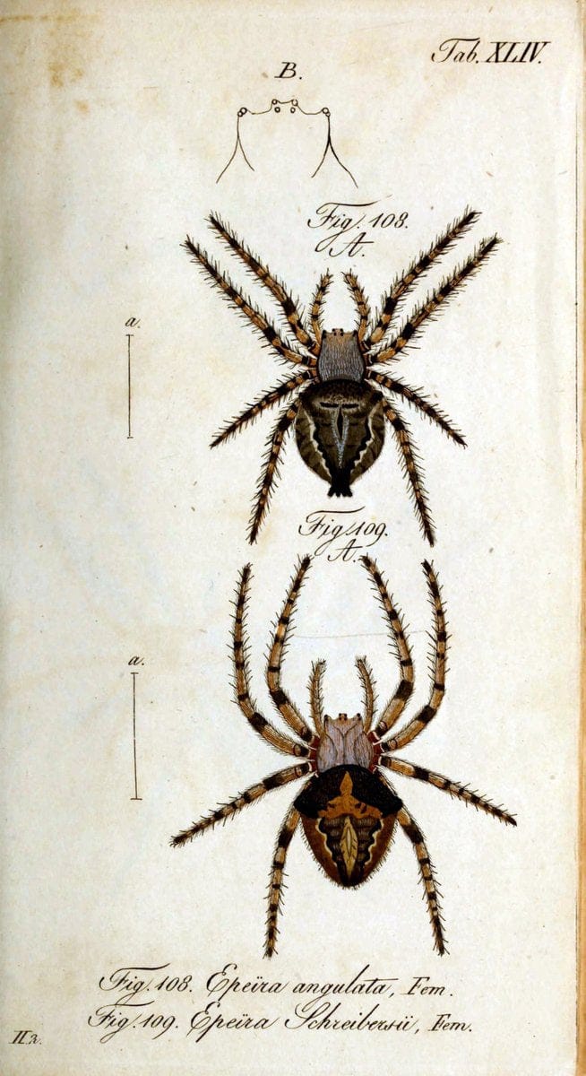 Die Arachniden. bd.1-4 (1831), plates 1-144NÃ¼rnberg :In der C. H. Zeh'schen Buchhandlung,1831-1848. | Arachnida arachnid  | Vintage Print Reproduction 471239