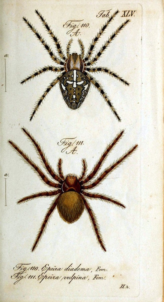 Die Arachniden. bd.1-4 (1831), plates 1-144NÃ¼rnberg :In der C. H. Zeh'schen Buchhandlung,1831-1848. | Arachnida arachnid  | Vintage Print Reproduction 471240