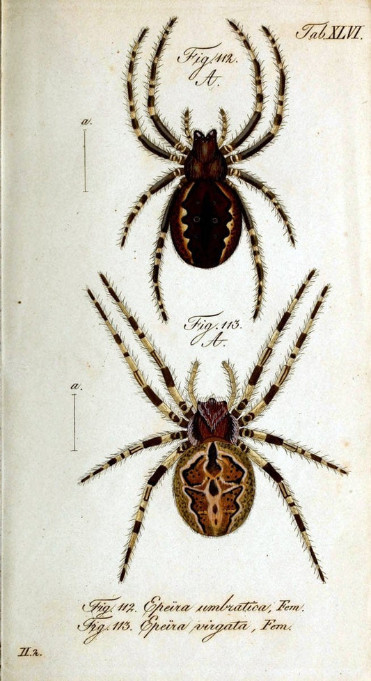 Die Arachniden. bd.1-4 (1831), plates 1-144NÃ¼rnberg :In der C. H. Zeh'schen Buchhandlung,1831-1848. | Arachnida arachnid  | Vintage Print Reproduction 471241