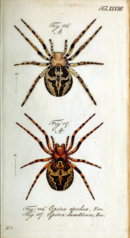 Die Arachniden. bd.1-4 (1831), plates 1-144NÃ¼rnberg :In der C. H. Zeh'schen Buchhandlung,1831-1848. | Arachnida arachnid  | Vintage Print Reproduction 471243