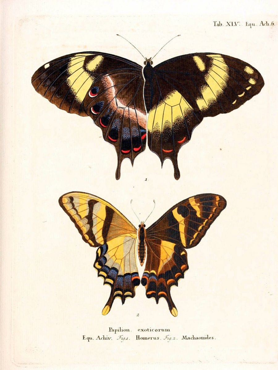 Die auslÃ¤ndischen Schmetterlinge in Abbildungen nach der Natur. v.2, platesErlangen :im | Butterflies Lepidoptera "Pictorial works"  | Vintage Print Reproduction 471246