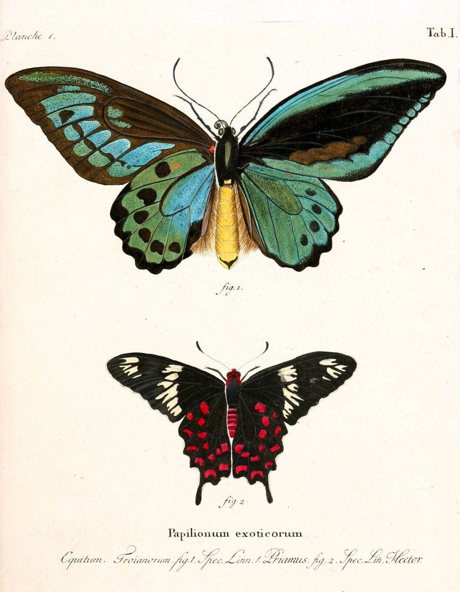 Die auslÃ¤ndischen Schmetterlinge in Abbildungen nach der Natur. v.2, platesErlangen :im | Butterflies Lepidoptera "Pictorial works"  | Vintage Print Reproduction 471247