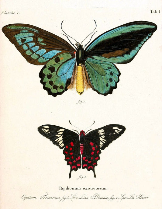 Die auslÃ¤ndischen Schmetterlinge in Abbildungen nach der Natur. v.2, platesErlangen :im | Butterflies Lepidoptera "Pictorial works"  | Vintage Print Reproduction 471247